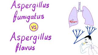 Aspergillus fumigatus VS Aspergillus flavus  Microbiology [upl. by Treblig]