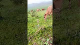 Smart Way Of Grazing Cattles  Use A Board To Shade Eyes of Leader Cattle Avoiding Running Wild [upl. by Champaigne26]