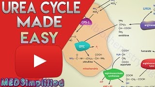 Urea Cycle Made Simple  Biochemistry Video [upl. by Samuella]