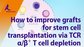 How to improve grafts for stem cell transplantation via TCRαβ⁺ T cell depletion [upl. by Cade]