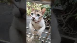 Funny cat funnycats funnyshorts [upl. by Daly157]