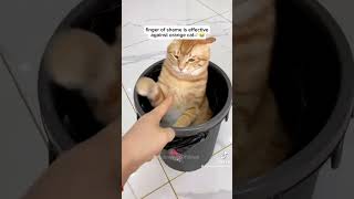 Orange cat behavior Subscribeshorts funny funnycat [upl. by Anihsak159]