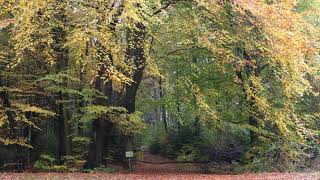 Autumn colored beech trees in Denmark Oct 2024 [upl. by Zullo]