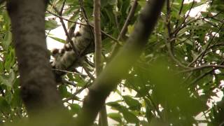 エナガ 01 幼鳥 Longtailed Tit 01 juvenile Aegithalos caudatus [upl. by Assenna996]