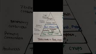 Trophic levels in food chainfoodchain biology biologyeducation education [upl. by Eeliah562]