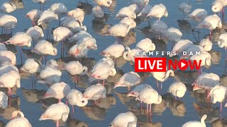 Kamfers Dam Flamingos  Wildlife Live Stream [upl. by Cale196]