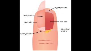 Components of the nail unit Nail plate Matrix Hyponychium Nail bed and proximal nail fold [upl. by Swope332]