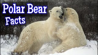 Polar Bear Facts for Kids [upl. by Sander]