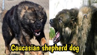 Caucasian Shepherd Dog  caucasian shepherd facts [upl. by Robbie]