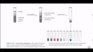 Zonal ultracentrifugation [upl. by Brigham95]