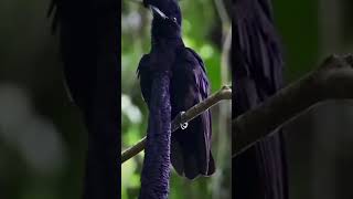 the long wattled umbrellabird in considered rare and it resides in humid to wetviral shortvideo [upl. by Tiebold]