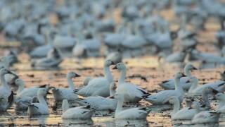 Through the Lens Snow Goose Migration [upl. by Alfeus58]