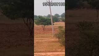 5 lakhs acre only  650 acres Village road Borewell  low costNo  1511 [upl. by Nylrahc]