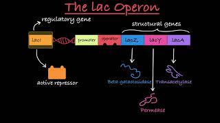 The lac Operon Explained [upl. by Vogel]