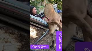 MY 117 POUND DOG ALWAYS INVADES MY PRIVACY dog baby love youtube shortsfeed doglover [upl. by Garaway]