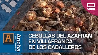 Cebollas del azafrán en Villafranca de los Caballeros [upl. by Niwrad851]