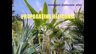 Heliconia propagation from garden [upl. by Aillij]