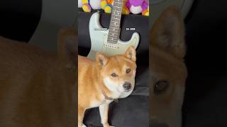 Asking my dog which one of my fender Stratocaster guitars she prefers 😌🐕 [upl. by Aicemed510]