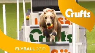 Flyball  Team Quarter Finals  Crufts 2019 [upl. by Dombrowski352]