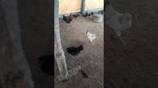 chicken Amar poltry farm bhothiya [upl. by Fabe]