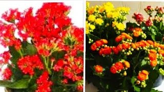 👉kalanchoe e CalandivaDicas fáceis e simples flores de inverno e verão [upl. by Monahan]