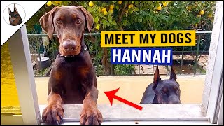 Meet my DOBERMANS Hannah  Banannah [upl. by Atterahs]