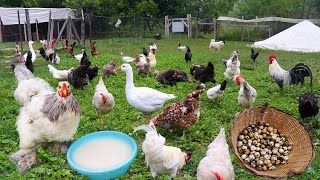 Chickens Egg Yield Increased Fivefold With This Recipe  Chicken Farm Chores  Quail Egg Harvest [upl. by Benioff]