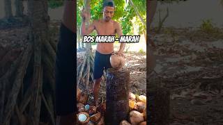 Pernah di marahin bos kelapa kelapa [upl. by Yroc]