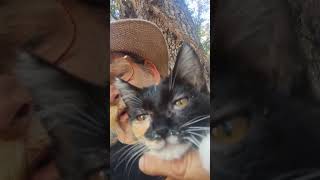 PARKER AND I catland feralcats kittens catadoption [upl. by Anitsihc]