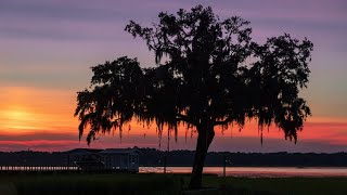 What is Spanish Moss An Epiphyte Plant Example [upl. by Anairotciv]