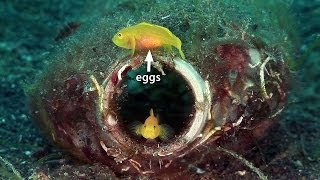 Mucky Secrets  Part 8  Sea Moths Flying Gurnards Blennies amp Gobies  Lembeh Strait [upl. by Ayotal448]