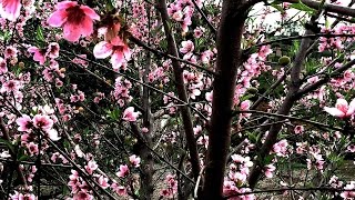 Pruning Peach amp Nectarine Trees [upl. by Lladnor299]