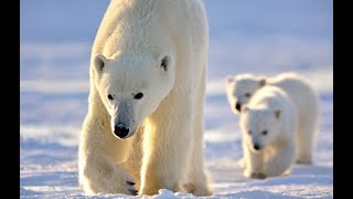 Eisbär Ursus maritimus Superzoom im Tiergarten Zoo Schönbrunn – Polar bear – oso blanco [upl. by Anyr]