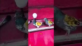 New trend pigeon viralvideo bird pigeonkabutar [upl. by Suh412]