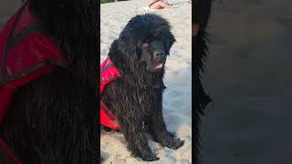 My Newfoundland Dog Bella Enjoys Beautiful day at the Beach 🏖️ shorts dog [upl. by Lytle214]