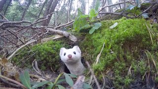 White Ermine [upl. by Ecirehc]