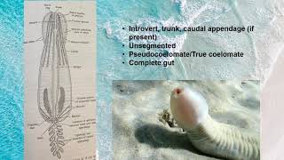 Invertebrate Phylum Priapulida presentation [upl. by Dyana]