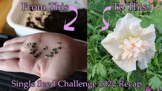 Growing Hollyhocks  From Seed to Flower  SingleSeedChallenge2022 Recap [upl. by Buskus]