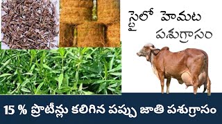 High Proteinaceous legume fodder Stylo Hemata15  ప్రొటీన్లు కలిగిన పప్పుజాతి పశుగ్రాసం స్టైలో హెమట [upl. by Thamora391]