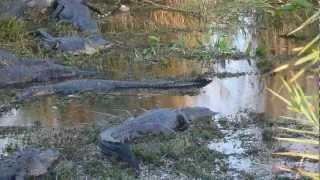 Anhinga Trail Alligators [upl. by Aissatsan]