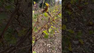 franceLes saisons de la vigne viticulture nature [upl. by Sternlight]