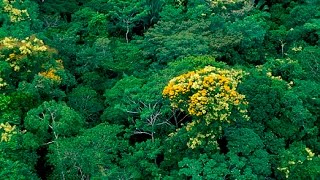 Importancia de las Plantas y Árboles Nativos en un Ecosistema  TvAgro por Juan Gonzalo Angel [upl. by Eener]