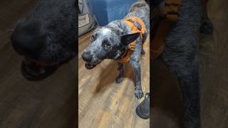 Buddy is a stinker w his toys schnoodlelove doglover buddyblue doglife dogdad [upl. by Iona]