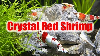 Crystal Red Shrimp Care Guide  Caridina Species Profile [upl. by Anagrom188]