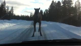 Angry Moose Attacks Car [upl. by Einaffets]