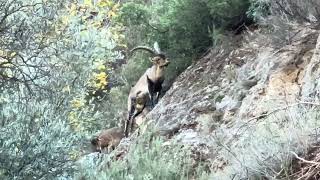 Cabra Montés Capra pyrenaica 🐐🦌😍💚🍂🌱🌿 [upl. by Yeta585]