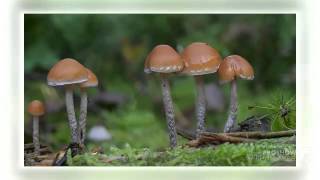 Hypholoma marginatum  fungi kingdom [upl. by Maitland]