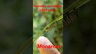 El crecimiento de las Monarcas monarca mariposas insects [upl. by Enelec]