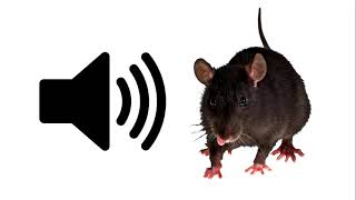 Rat  Sound Effect  ProSounds [upl. by Elodia]