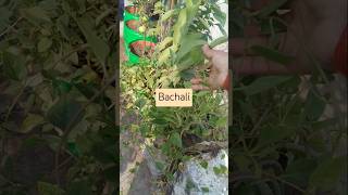 Bachali Basale Leaf [upl. by Ahtekahs]